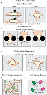 Visualizing the Invisible: Advanced Optical Microscopy as a Tool to Measure Biomechanical Forces